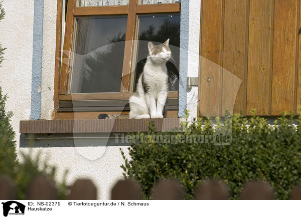 Hauskatze / domestic cat / NS-02379