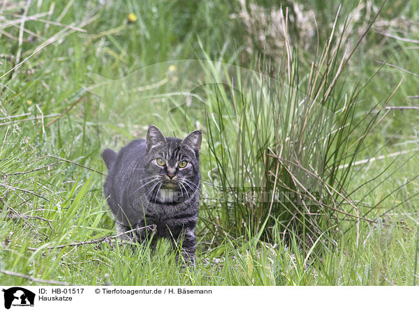 Hauskatze / domestic cat / HB-01517