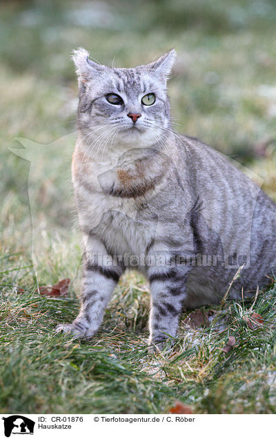 Hauskatze / domestic cat / CR-01876