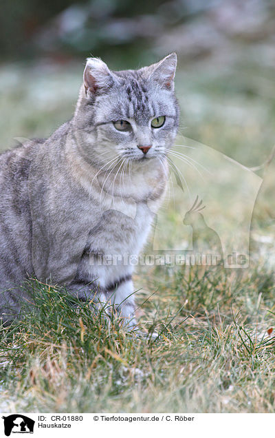 Hauskatze / domestic cat / CR-01880