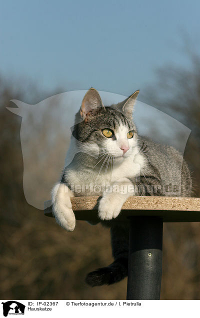 Hauskatze / domestic cat / IP-02367