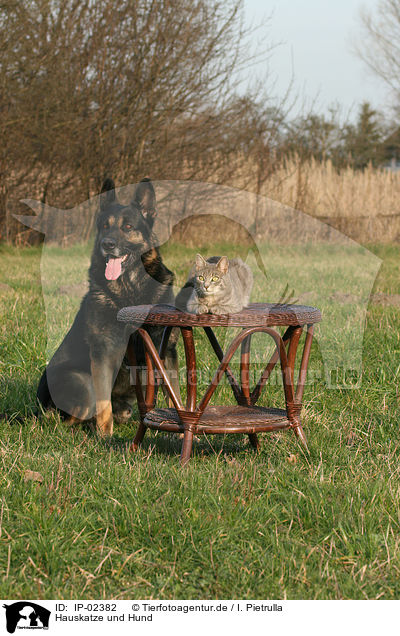 Hauskatze und Hund / domestic cat and dog / IP-02382