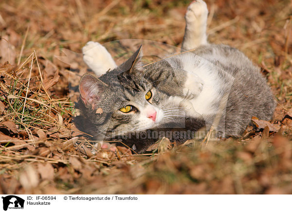 Hauskatze / domestic cat / IF-06594