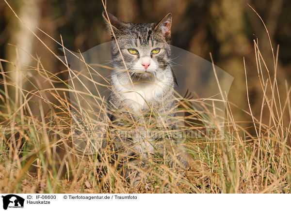 Hauskatze / domestic cat / IF-06600