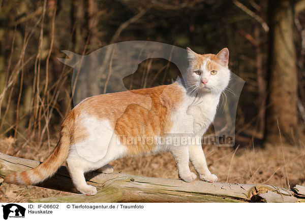 Hauskatze / domestic cat / IF-06602