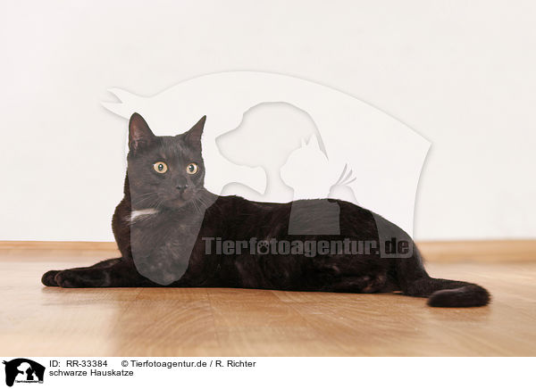 schwarze Hauskatze / black domestic cat / RR-33384