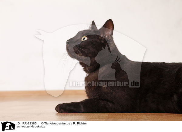 schwarze Hauskatze / black domestic cat / RR-33385