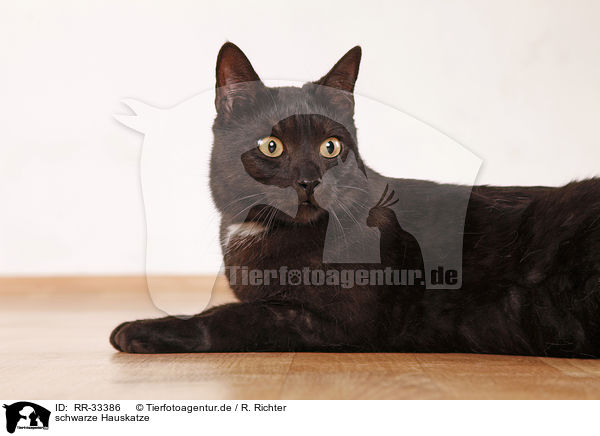 schwarze Hauskatze / black domestic cat / RR-33386