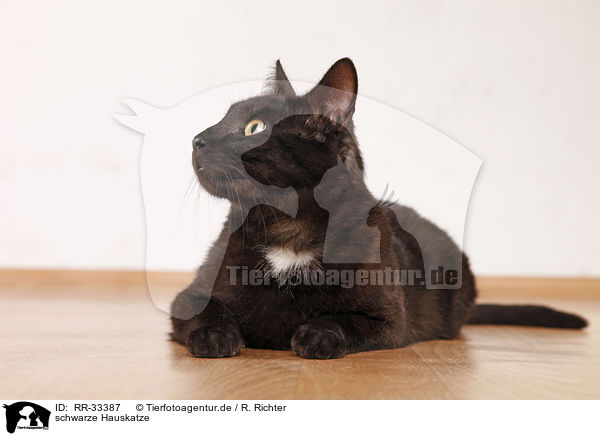 schwarze Hauskatze / black domestic cat / RR-33387