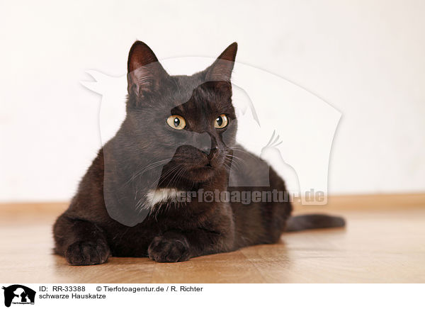 schwarze Hauskatze / black domestic cat / RR-33388