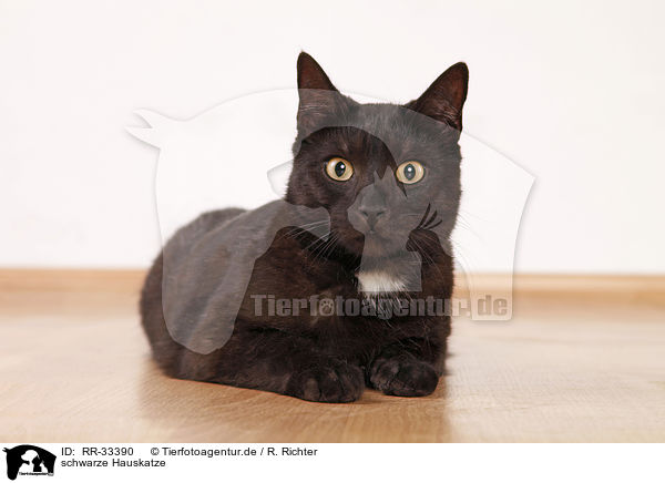 schwarze Hauskatze / black domestic cat / RR-33390