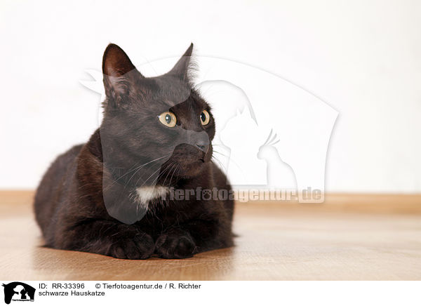 schwarze Hauskatze / black domestic cat / RR-33396
