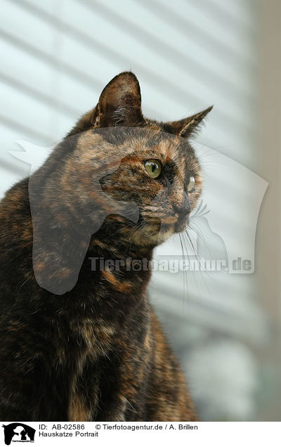 Hauskatze Portrait / domestic cat portrait / AB-02586