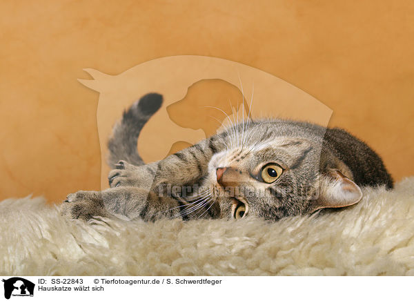 liegende Hauskatze / lying domestic cat / SS-22843
