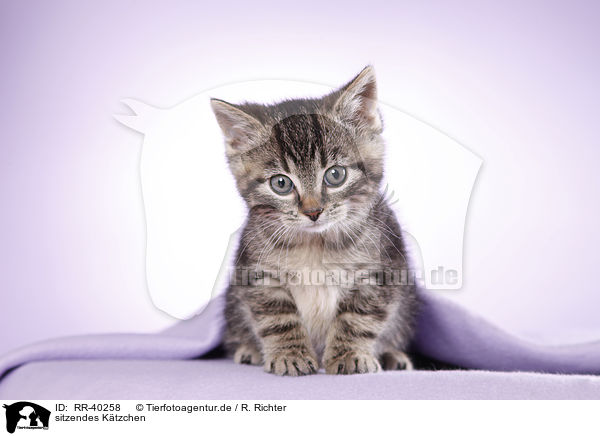 sitzendes Ktzchen / sitting kitten / RR-40258