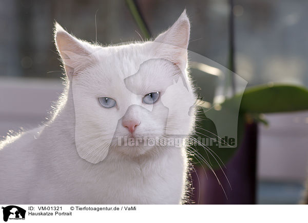 Hauskatze Portrait / domestic cat portrait / VM-01321
