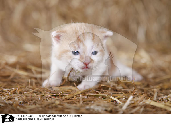 neugeborenes Hausktzchen / newborn kitten / RR-42308