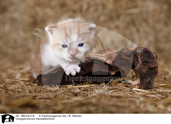 neugeborenes Hausktzchen / newborn kitten / RR-42319