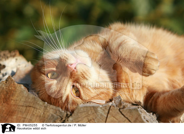 Hauskatze wlzt sich / rolling domestic cat / PM-05255