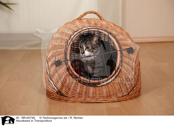 Hauskatze in Transportbox / domestic cat in kennel / RR-46796
