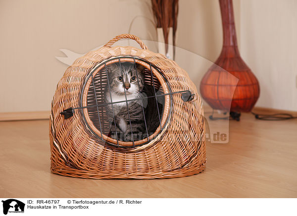 Hauskatze in Transportbox / domestic cat in kennel / RR-46797
