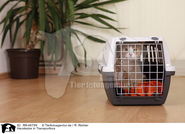 Hauskatze in Transportbox / domestic cat in kennel / RR-46799