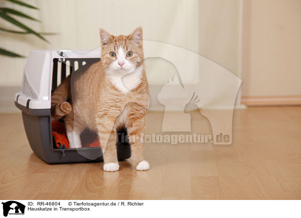 Hauskatze in Transportbox / domestic cat in kennel / RR-46804