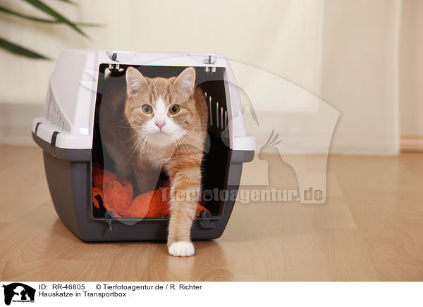 Hauskatze in Transportbox / domestic cat in kennel / RR-46805