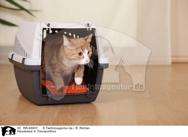 Hauskatze in Transportbox / domestic cat in kennel / RR-46807