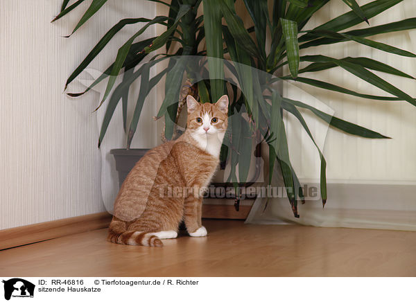 sitzende Hauskatze / sitting domestic cat / RR-46816