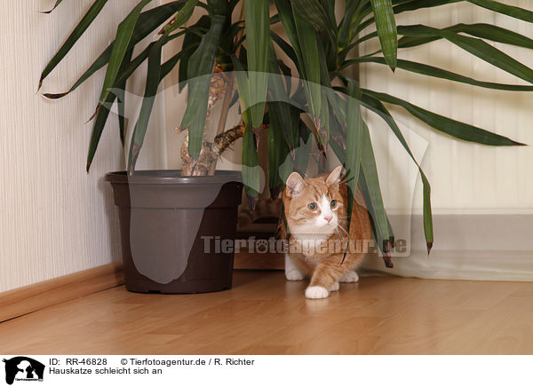 Hauskatze schleicht sich an / creeping domestic cat / RR-46828