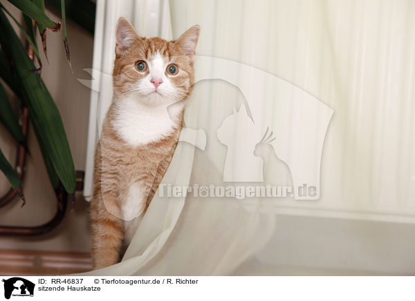 sitzende Hauskatze / sitting domestic cat / RR-46837