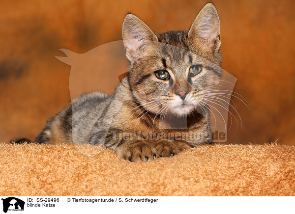 blinde Katze / blind domestic cat / SS-29496