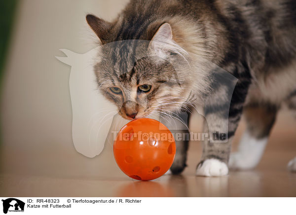 Katze mit Futterball / cat with food ball / RR-48323