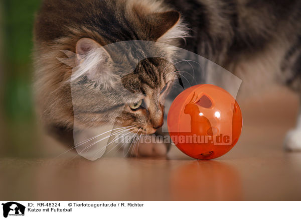 Katze mit Futterball / cat with food ball / RR-48324