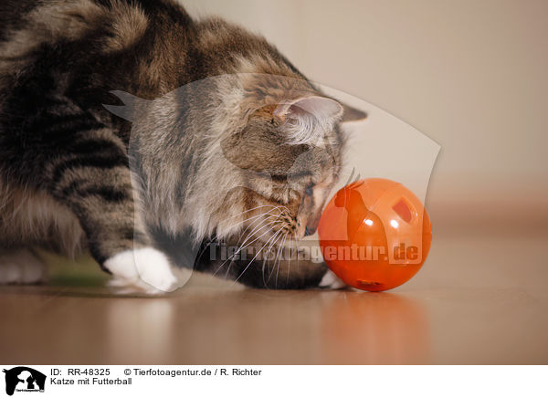 Katze mit Futterball / cat with food ball / RR-48325