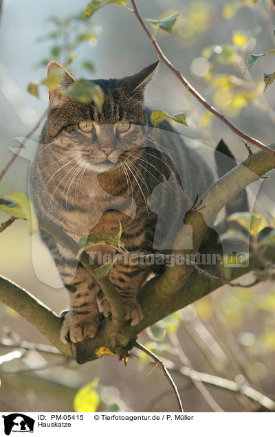 Hauskatze / domestic cat / PM-05415