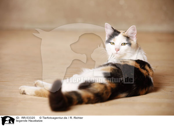 liegende Hauskatze / lying domestic cat / RR-53320