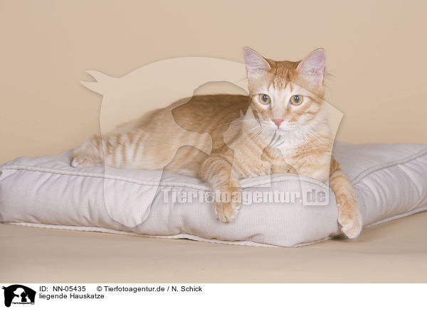 liegende Hauskatze / lying domestic cat / NN-05435