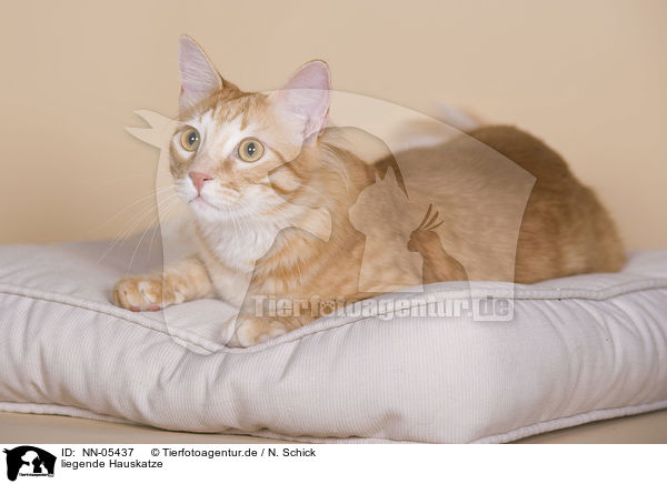 liegende Hauskatze / lying domestic cat / NN-05437