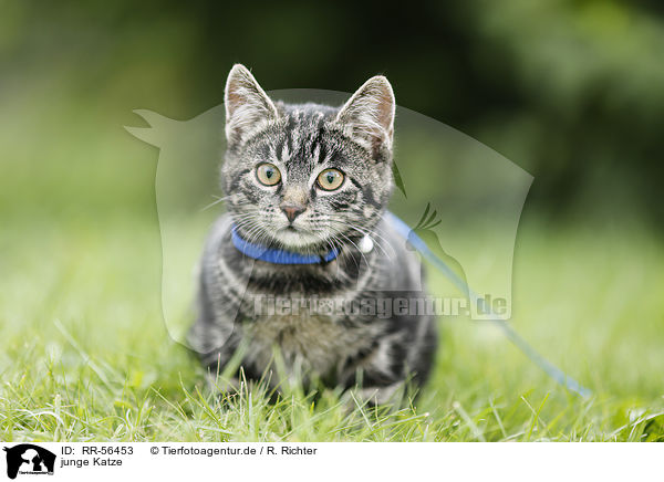junge Katze / young cat / RR-56453