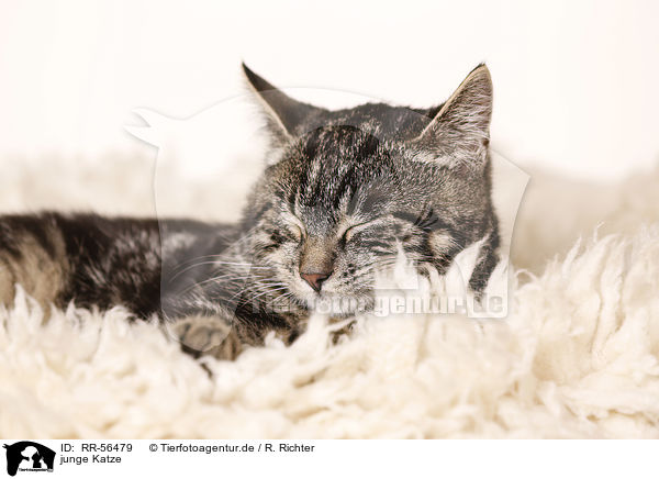 junge Katze / young cat / RR-56479