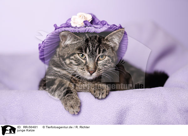 junge Katze / young cat / RR-56481