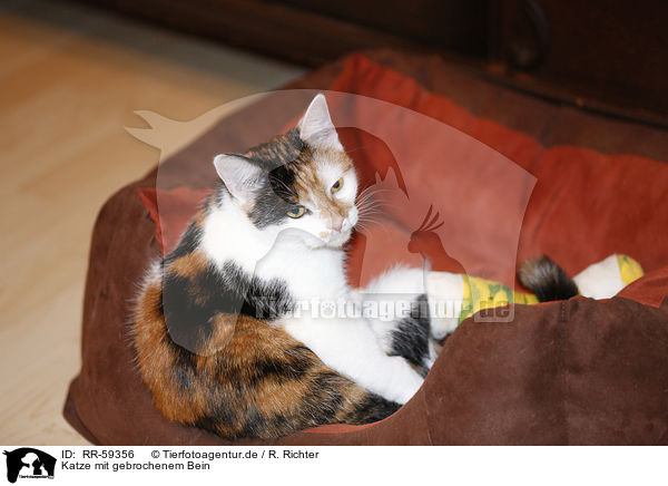 Katze mit gebrochenem Bein / cat with broken leg / RR-59356