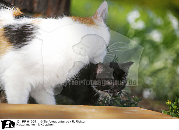 Katzenmutter mit Ktzchen / cat mother with kitten / RR-61265