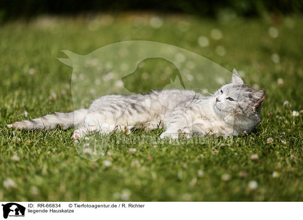 liegende Hauskatze / lying cat / RR-66834