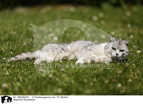 liegende Hauskatze / lying cat / RR-66835