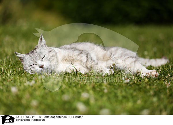 schlafende Hauskatze / sleeping cat / RR-66844