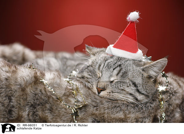 schlafende Katze / sleeping cat / RR-98051