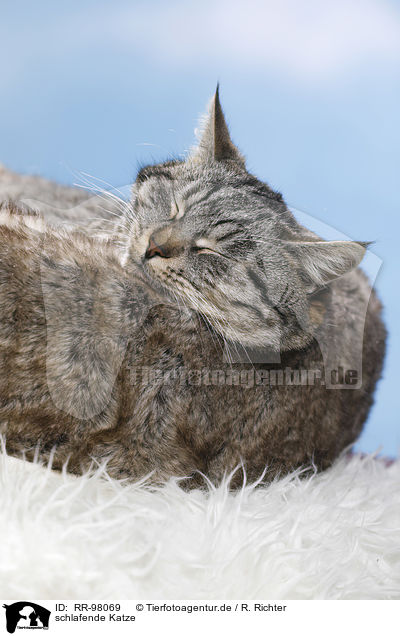 schlafende Katze / sleeping cat / RR-98069
